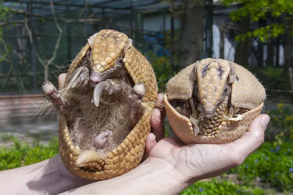 Güney üç bantlı armadillo (tolypeutes matacus)