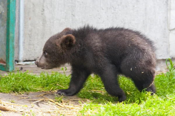 Brown bear (Ursus arctos) baby — Stock Photo, Image