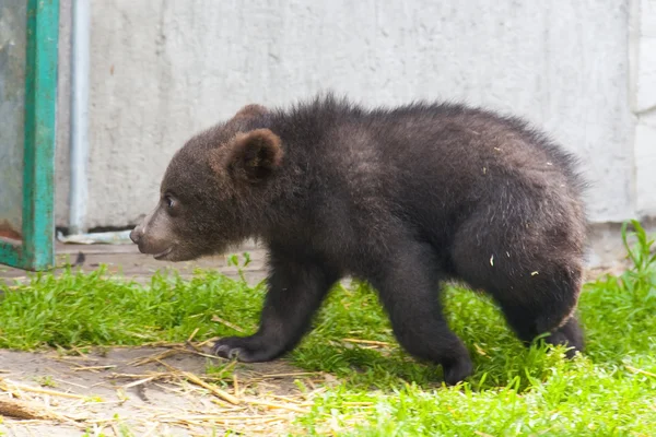 Urso-pardo (Ursus arctos) bebé — Fotografia de Stock