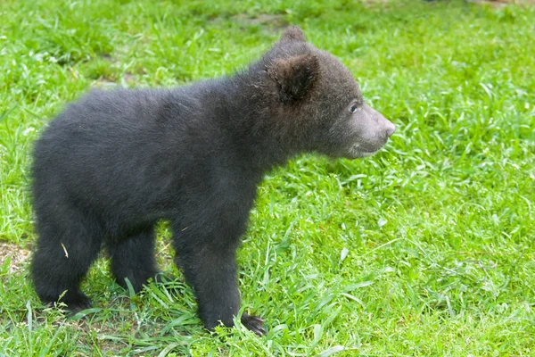 Medvěd hnědý (ursus arctos) dítě — Stock fotografie