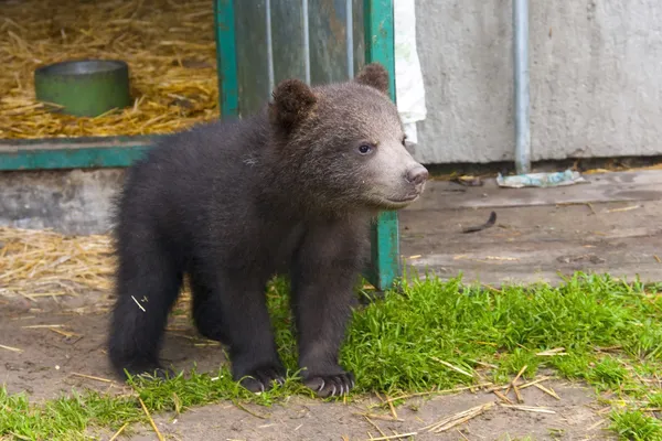 Urso-pardo (Ursus arctos) bebé — Fotografia de Stock