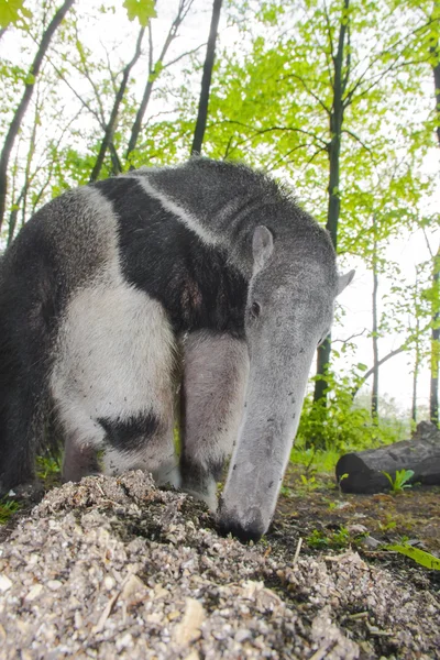 Anteater raksasa (Myrmecophaga tridactyla) memakan semut — Stok Foto