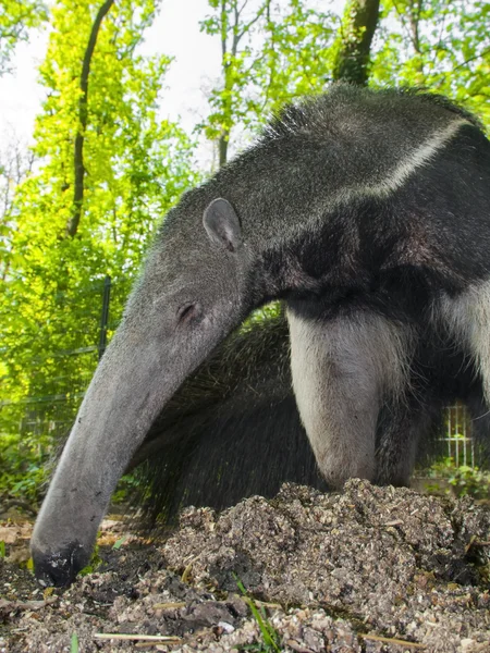 Giant anteater (Myrmecophaga tridactyla) eats ants — Stock Photo, Image