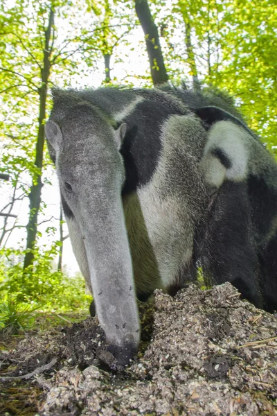 Giant anteater (Myrmecophaga tridactyla) eats ants — Stock Photo, Image