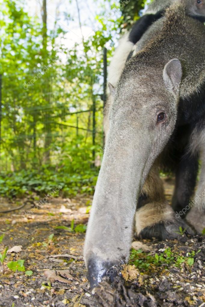 Giant anteater (Myrmecophaga tridactyla) eats ants — Stock Photo