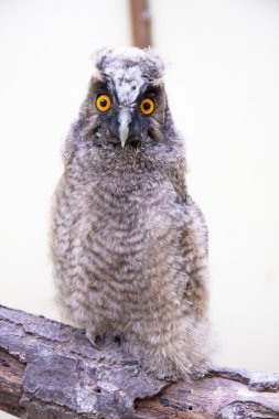 uzun kulaklı baykuş (ASIO otus) piliç