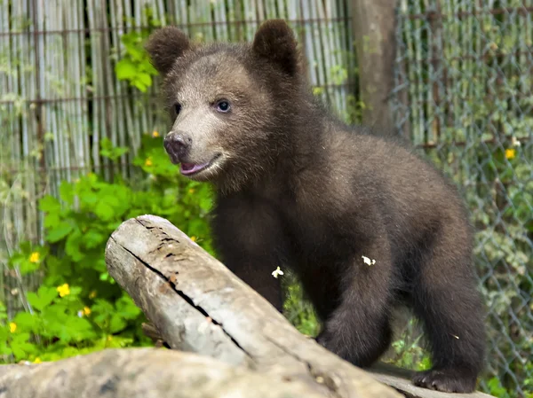 Urso pardo (Ursus arctos) filhote — Fotografia de Stock