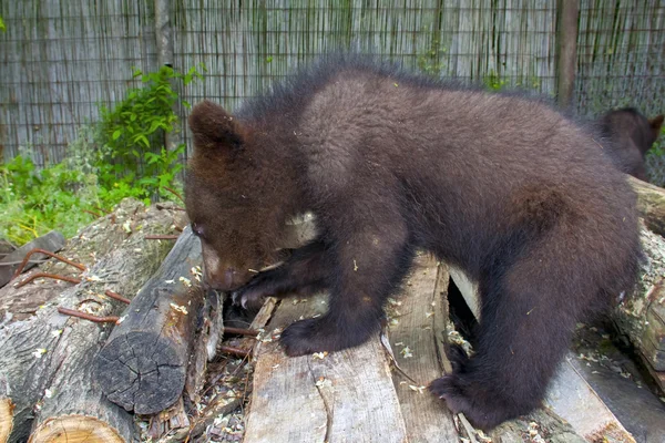 Urso pardo (Ursus arctos) filhote — Fotografia de Stock