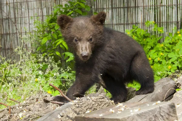 Urso pardo (Ursus arctos) filhote — Fotografia de Stock