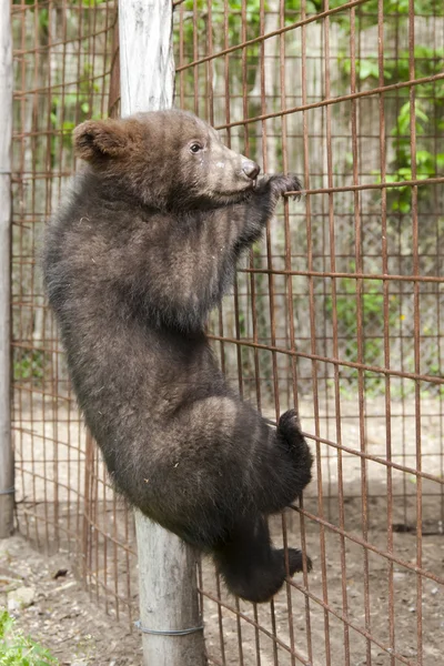 Yavru kahverengi ayı (ursus arctos) — Stok fotoğraf