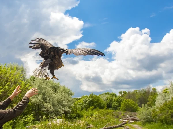 Libertar uma águia de cauda branca (Haliaeetus albicilla ) — Fotografia de Stock