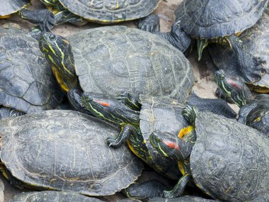 kırmızı kulaklı kaydırıcı (Trachemys betiği elegans)