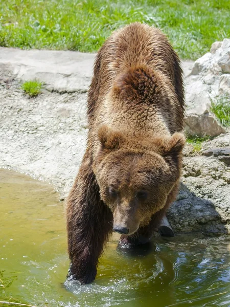 Europese bruine beer (ursus arctos arctos) — Stockfoto