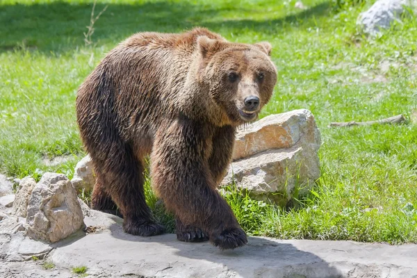 ヨーロッパのヒグマ (ursus arctos arctos) — ストック写真