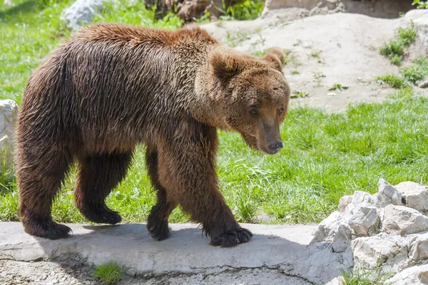 Európai barnamedve (ursus arctos arctos) — Stock Fotó