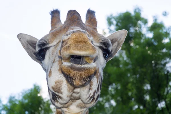 Girafa do Baringo (Giraffa camelopardalis rotschildi ) — Fotografia de Stock