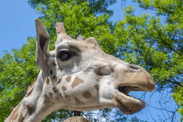 Baringo-Giraffe (Giraffa camelopardalis rotschildi)) — Stockfoto