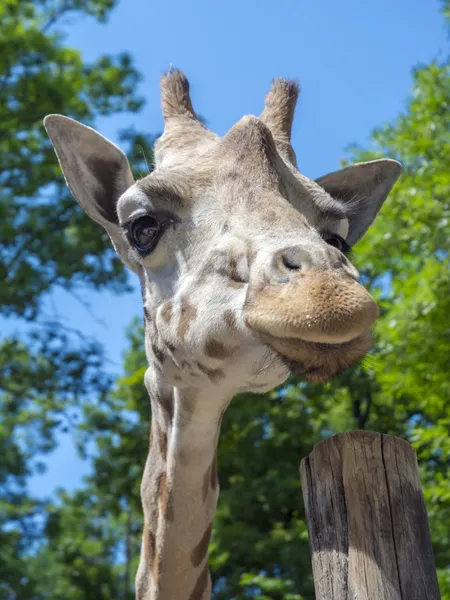 Jirafa de Baringo (Giraffa camelopardalis rotschildi ) — Foto de Stock