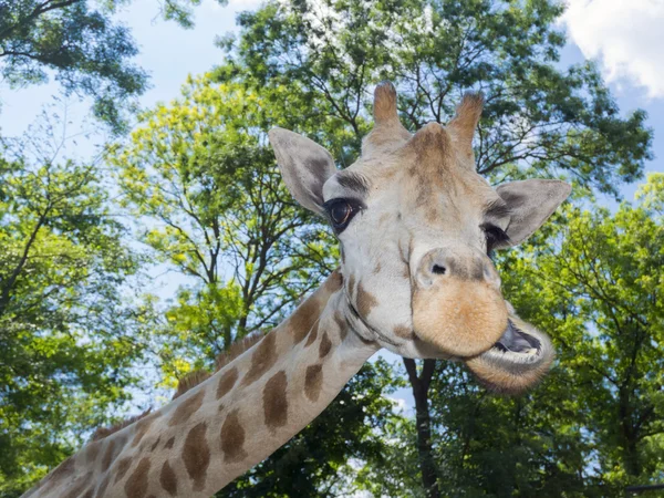 Jirafa de Baringo (Giraffa camelopardalis rotschildi ) — Foto de Stock