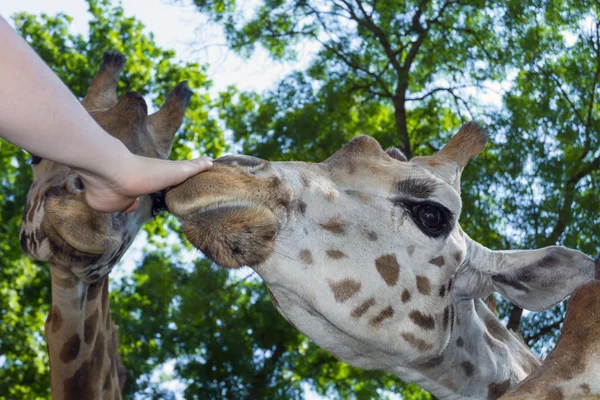 Jirafa de Baringo (Giraffa camelopardalis rotschildi ) — Foto de Stock