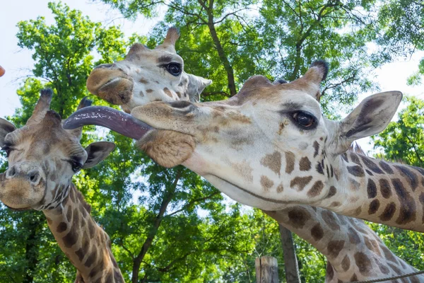 Baringo žirafa (giraffa camelopardalis rotschildi) — Stock fotografie