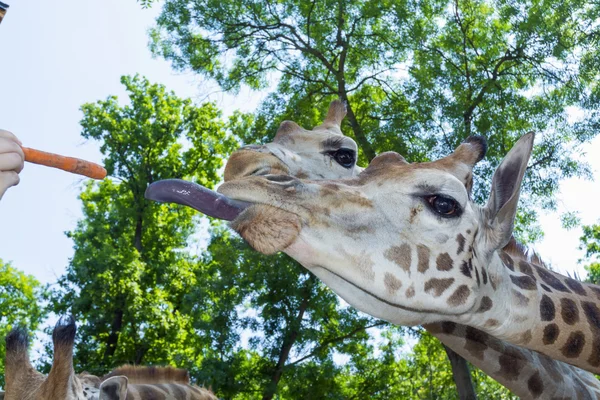 Żyrafa Baringo (giraffa camelopardalis rotschildi) — Zdjęcie stockowe