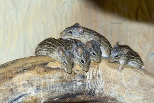 Барбарийская полосатая травяная мышь (Lemniscomys barbarus ) — стоковое фото