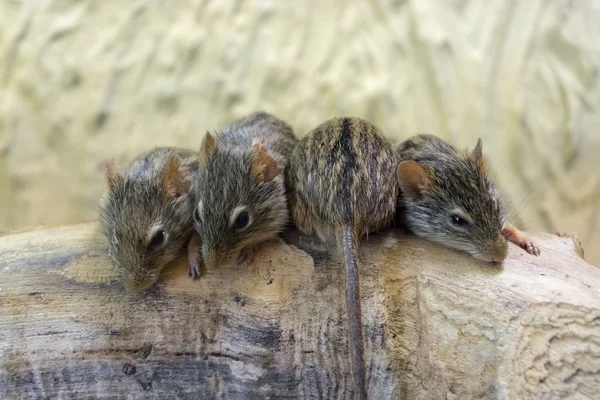 Барбарийская полосатая травяная мышь (Lemniscomys barbarus ) — стоковое фото