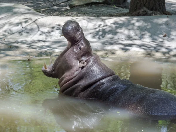 Pygmé flodhäst (kallad liberiensis) gäspningar — Stockfoto