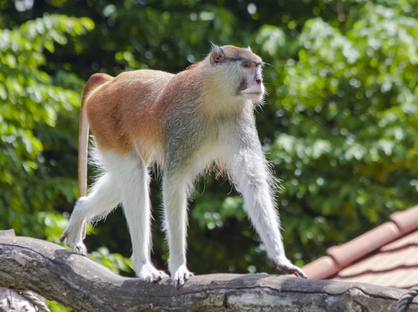Macaco-patas (Erythrocebus patas ) — Fotografia de Stock