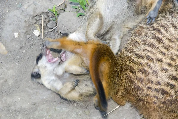 Παίζοντας meerkats (Suricata suricatta) — Φωτογραφία Αρχείου
