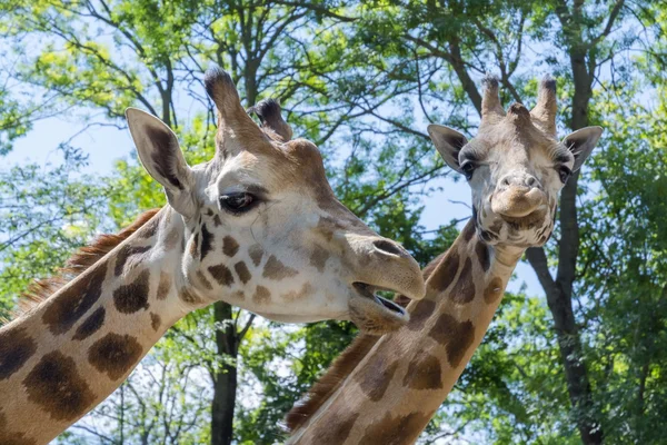 Baringó zsiráf (giraffa camelopardalis rotschildi) — Stock Fotó