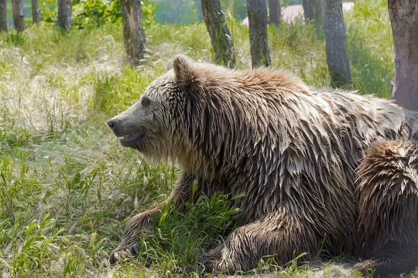European brown bear (Ursus arctos arctos) — Stock Photo, Image