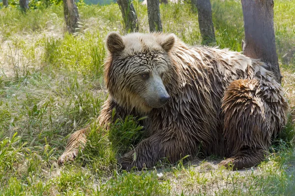 Urso pardo europeu (Ursus arctos arctos ) — Fotografia de Stock
