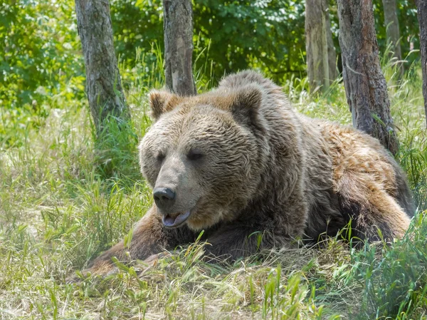 Europese bruine beer (ursus arctos arctos) — Stockfoto