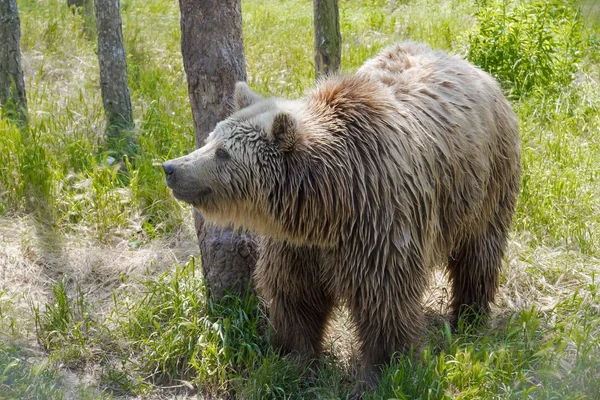 Urso pardo europeu (Ursus arctos arctos ) — Fotografia de Stock