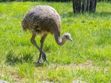 Darwin'in Rhea (Rhea pennata)