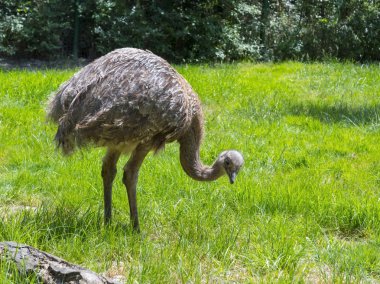 Darwin'in Rhea (Rhea pennata)