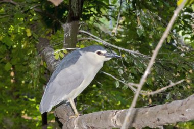 Siyah taçlı Gece Balıkçıl (nycticorax nycticorax)