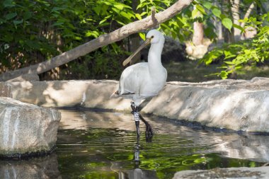 Avrasya kaşık faturası (Platalea lucorodia)