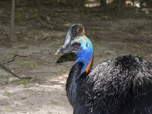 Southern cassowary (Casuarius casuarius) — Stock Photo, Image