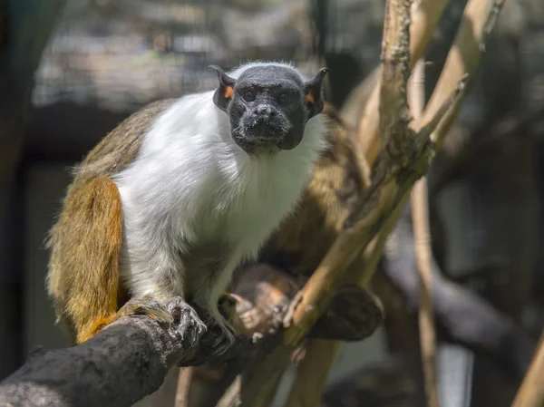 备用公寓狨猴 (saguinus 双色) — 图库照片