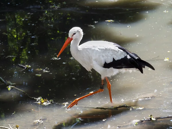 White stork (Ciconia ciconia) — Stock Photo, Image