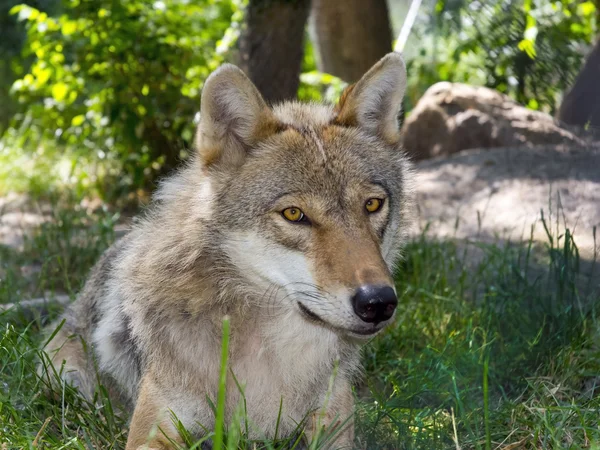 欧洲的灰太狼 （指名亚种) — 图库照片