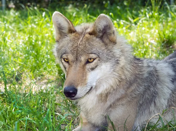 欧洲的灰太狼 （指名亚种) — 图库照片