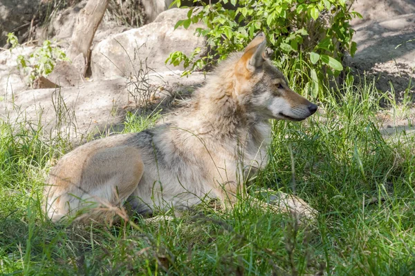 Avrupa gri kurt (canis lupus lupus) — Stok fotoğraf