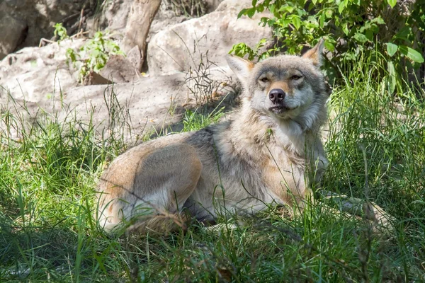 Europeiska grå varg (canis lupus lupus) — Stockfoto