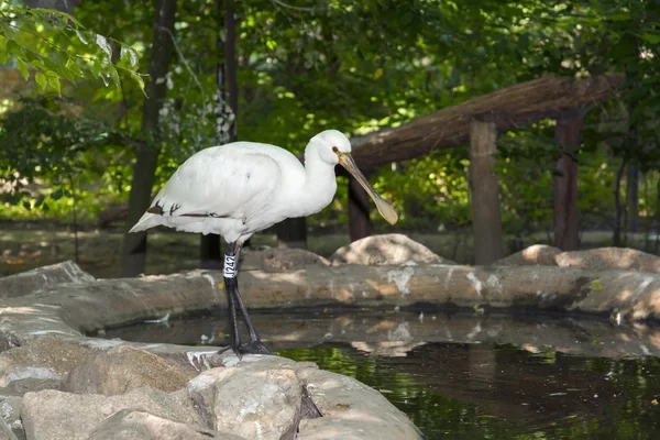 Avrasya kaşık faturası (Platalea lucorodia)