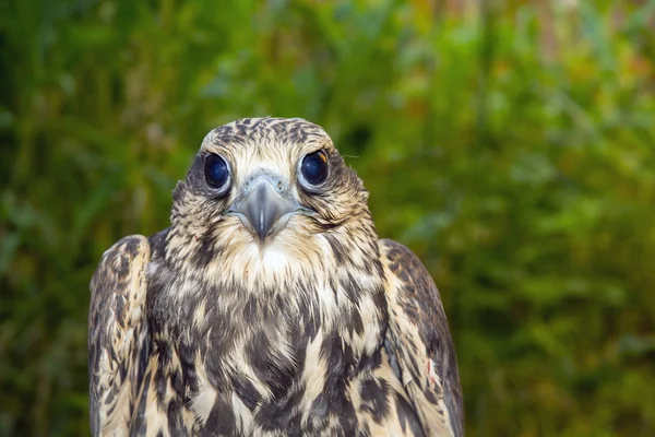 Ulu doğan (Falco cherrug) — Stok fotoğraf