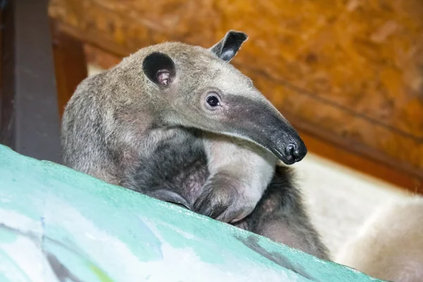 Южная Тамандуа (Tamandua tetradactyla ) — стоковое фото